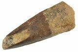 Fossil Spinosaurus Tooth - Real Dinosaur Tooth #367950-1